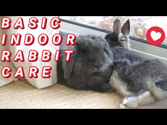 BASIC INDOOR RABBIT CARE | Rabbits for beginner