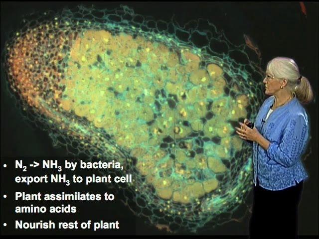 Legume and Bacteria Symbiosis - Sharon Long (Stanford)
