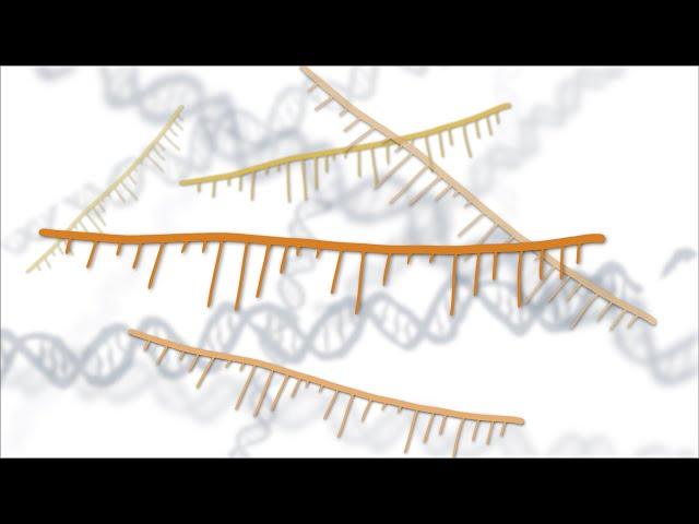 Fixing Genes with Antisense Oligonucleotides (ASOs)