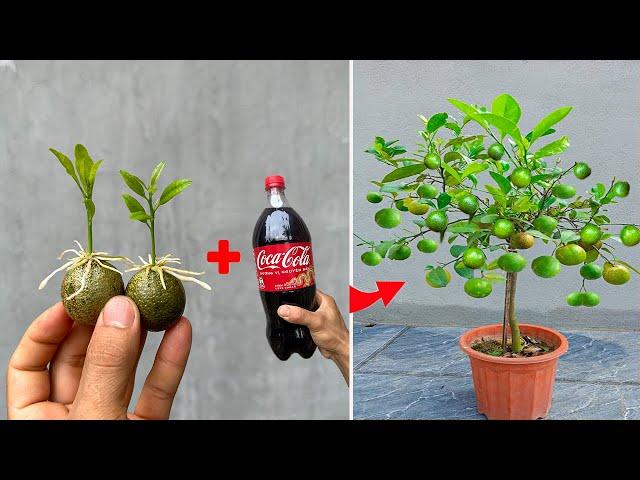 Summary of techniques for propagating lemon trees to produce many fruits thanks to this method