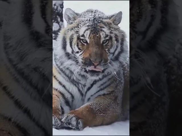 호랑이가 산의 수호자라 불렸던 이유