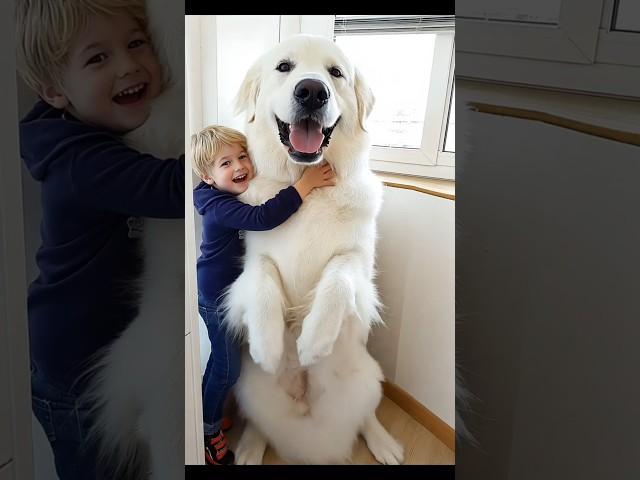 Cute big dog  #cute #giant #big #dog #giantdog #bigdog