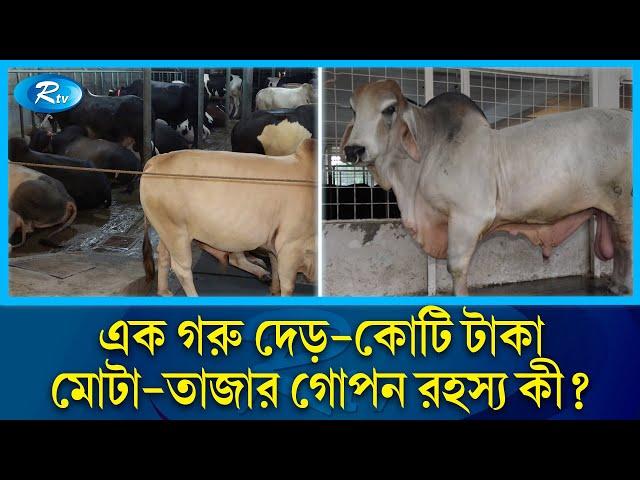 গরু মোটা-তাজাকরণে রমরমা ব্যবসা, লাখ ছাড়িয়ে কোটির ঘরে | Cow Farming | Sadeeq Agro | Rtv News