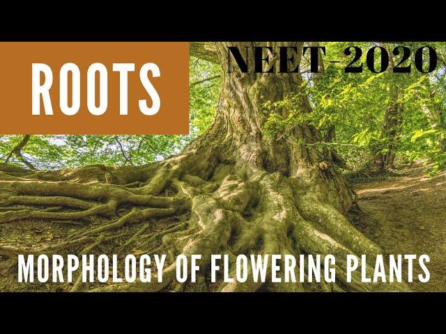 Roots | Morphology Of Flowering Plants | NEET 2020
