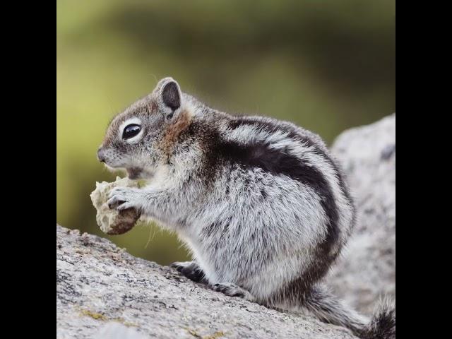 Ghost Town Squirrels