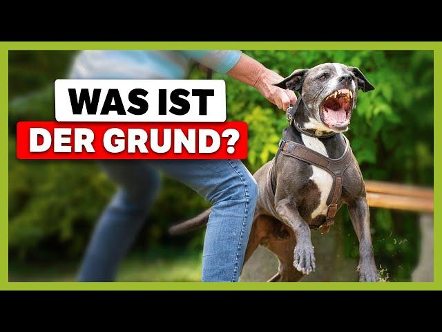 LEINENAGGRESSION bei fremden Hunden: Rüde Elmo geht sofort in die Leine