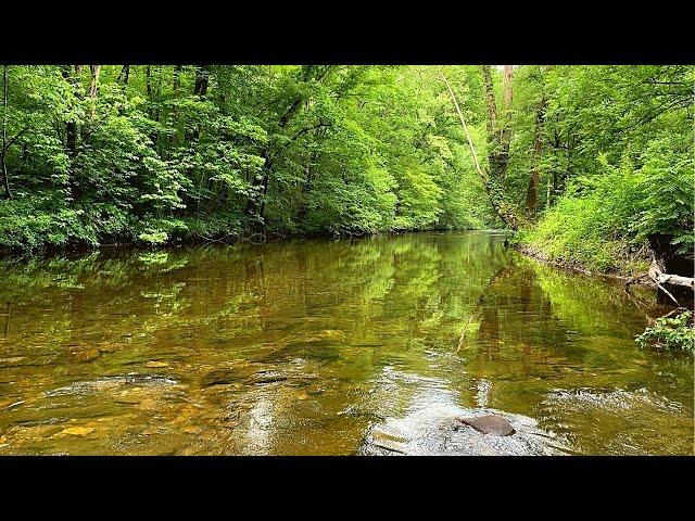 Found a NEW Creek in the East Tennessee Mountains