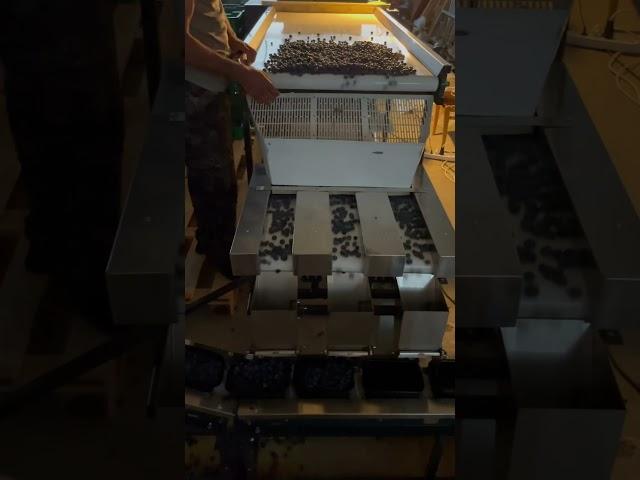 Тестируем новое оборудование для упаковки ягод. #голубика #blueberry #farming #berries #packing