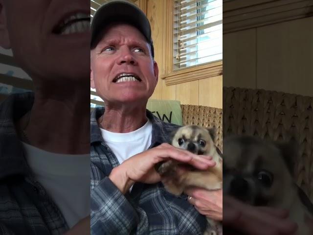 Hilariously Angry Chihuahua LOATHES Getting Pets!