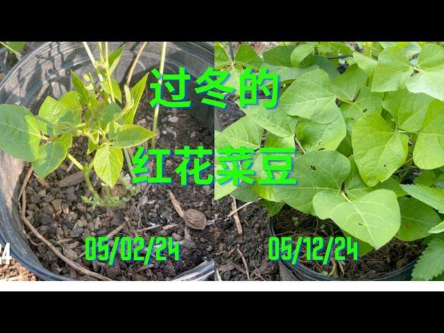 过冬的有趣豆角红花菜豆 Overwintered Scarlet Runner Bean