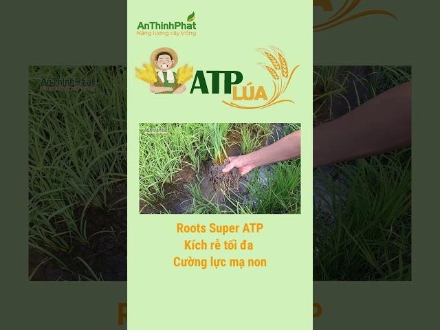 ROOTS SUPER ATP - KÍCH RỄ TỐI ĐA - CƯỜNG LỰC MẠ NON | An Thịnh Phát