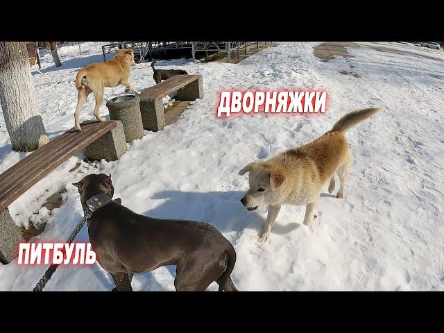 Собаки атакуют нас.. Прогулка с Питбулем Арабом в городе !!! Встретил хейтера нос к носу ! Обозвали!