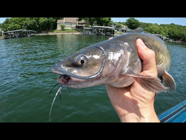 Catfish Fishing | Lake of the Ozarks