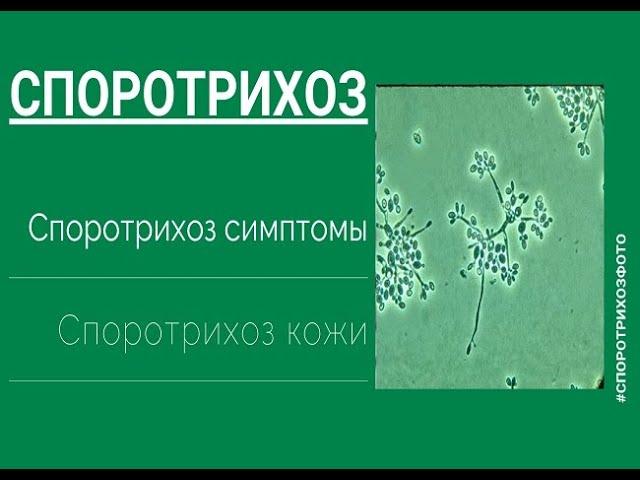 Споротрихоз. Грибок кожи.
