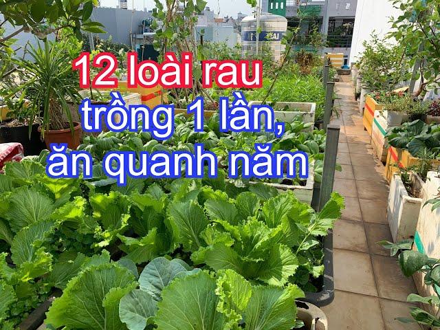 Nên trồng Rau Nền để có ăn Quanh năm & Nhiều năm | THÍCH TRỒNG CÂY TV