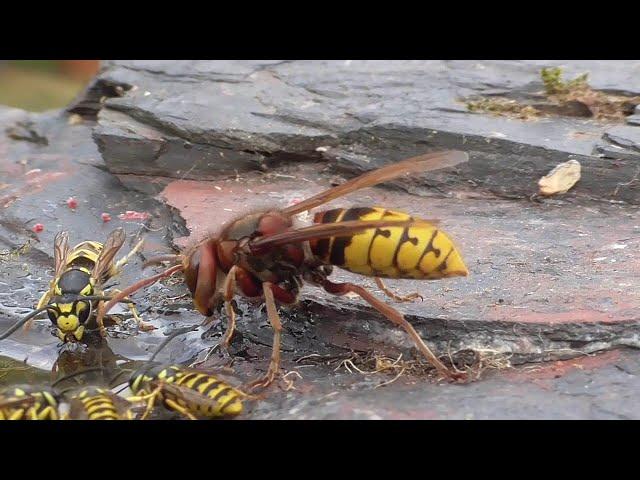 Hornets Vs Wasps || ViralHog
