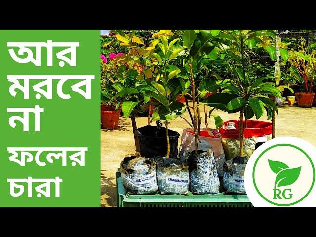 বাঁচাতে পারছেন না দেশি বিদেশি ফলের গাছ? এইভাবে যত্ন নিন | Care of New Thai Fruit Plant | RAJ Gardens