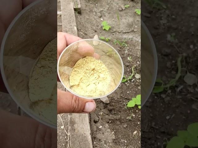 ЭТО СРЕДСТВО ВЫЖИГАЕТ МУРАВЬЕВ ИЗ ТЕПЛИЦЫ УБЕГАЮТ СЛОМЯ ГОЛОВУ БЕЗОПАСНО И НАТУРАЛЬНО