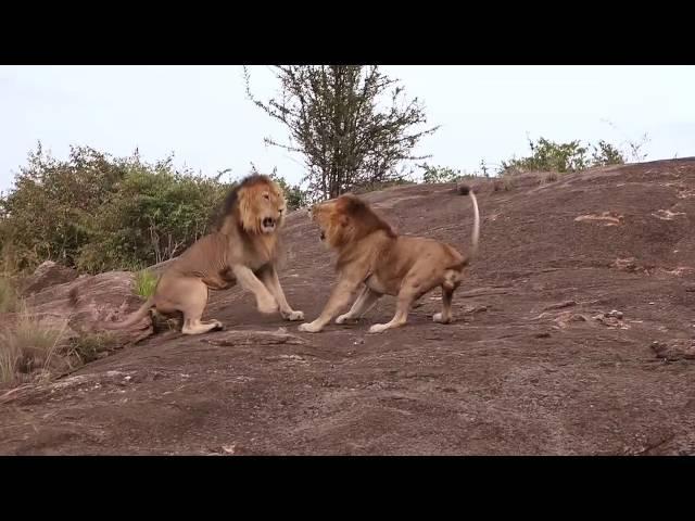 Lion Fight - Masai Mara, 2015