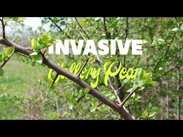 Invasive Callery Pear