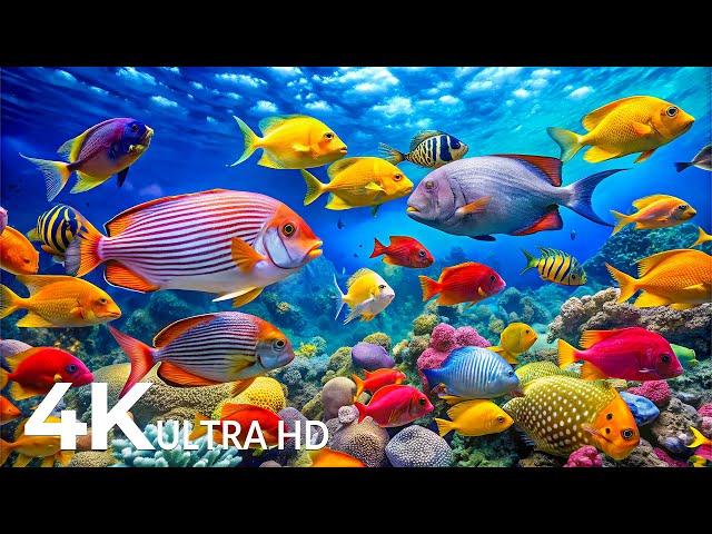 AQUARIUM 4K (ULTRA HD)  Rare & Colorful Sea Life Video - Relaxing Sleep Meditation Music - 4K Video