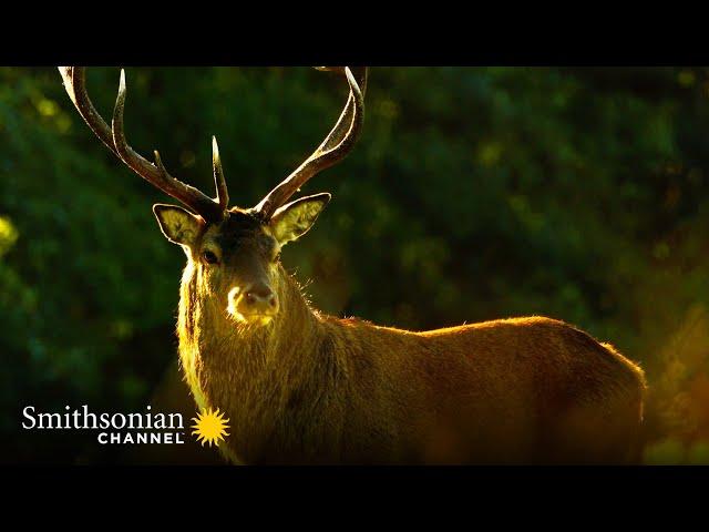 Red Deer Stags Clash Violently for the Right to Mate  | Smithsonian Channel