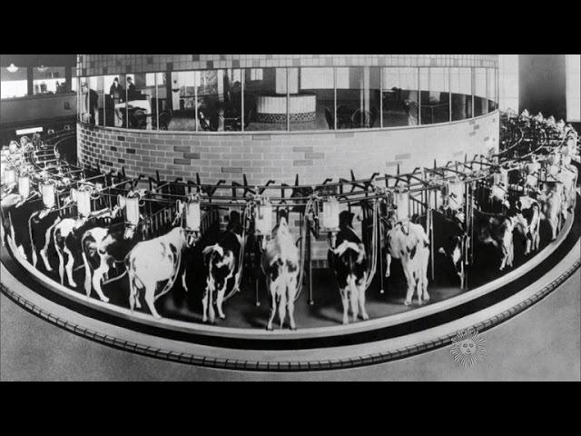 Almanac: The automatic cow milker