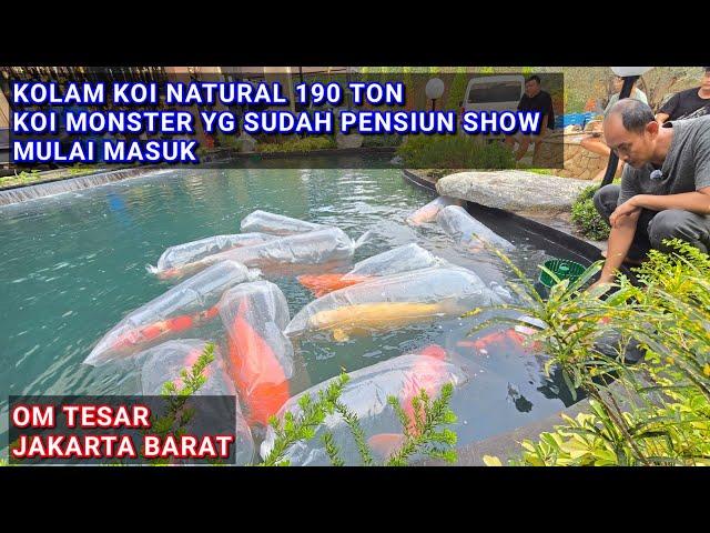 KOLAM KOI NATURAL 190 TON | 14 EKOR IKAN KOI MONSTER MULAI MASUK BERTAHAP | OM TESAR JAKARTA BARAT