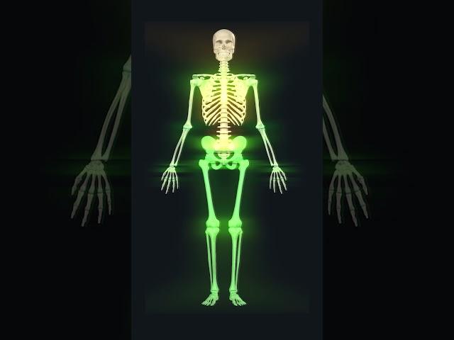 206 bones of human skeleton: 3d animation #humananatomy #skeletalsystem  #biology