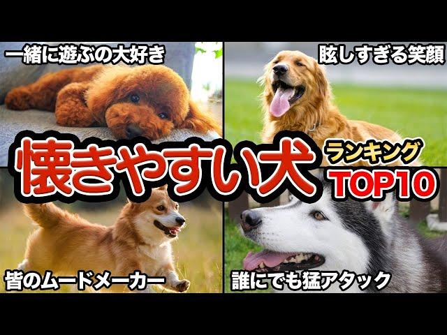 【誰とでも仲良し】人に懐きやすい犬種ランキングTop10