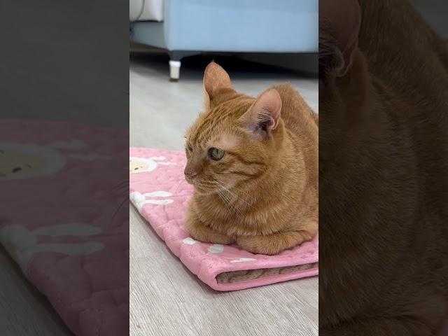Cats are attracted to carpets #cat #cats