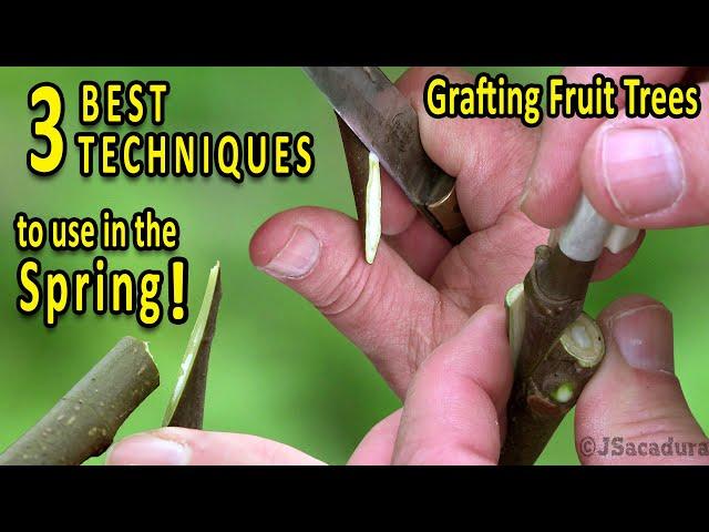 Grafting Fruit Trees | The 3 BEST Grafting Techniques for SPRING