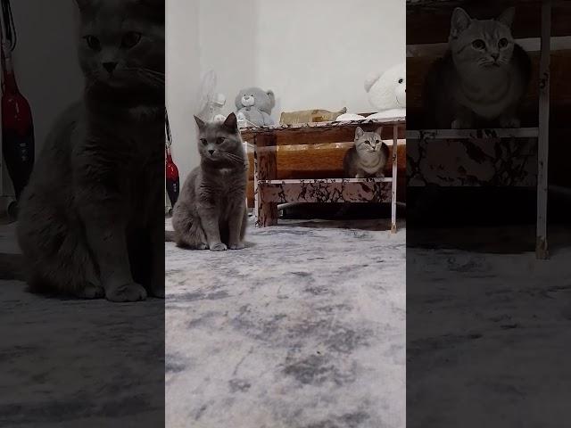 Котопривет  #cat #cute #animals #kitten