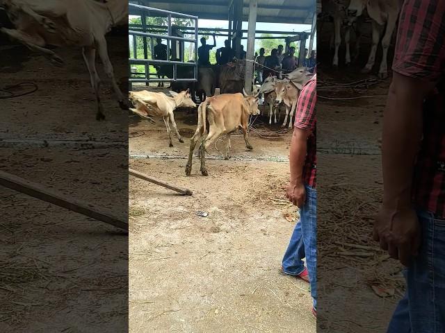 Sapi Lucu Kepleset, Lembu Jinak, pedet super #sapi #lembu #cow #sapilucu #sapijumbo