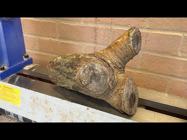 The Chocolate Log - Laburnum Crotch - Wood turning