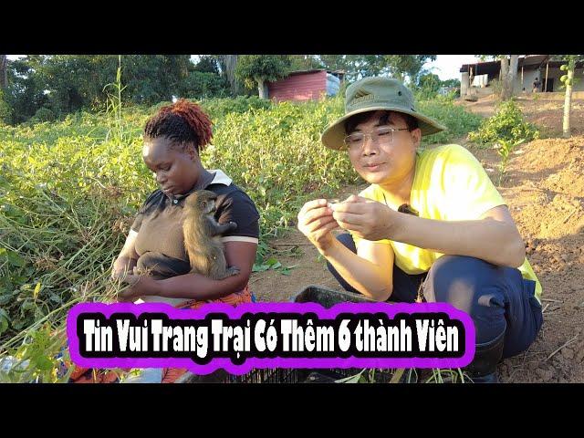 Cả trang trại xôn xao đón thành viên mới|| 2Q Vlogs Cuộc Sống Châu Phi