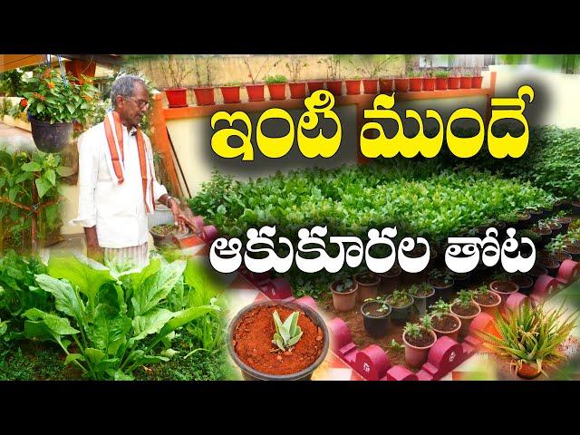 వేసవి వెజిటేబుల్స్ | 7 అడుగుల ఎత్తు తోట కూర - పులిహోర గోంగూర | Summer Garden |  Sambashiva Rao