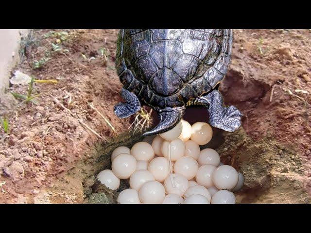 How Painted Turtle Laying Eggs And Hatching