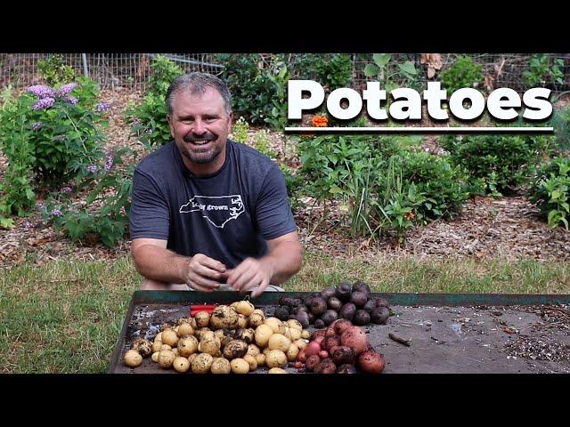 How to Grow Potatoes in Grow Bags