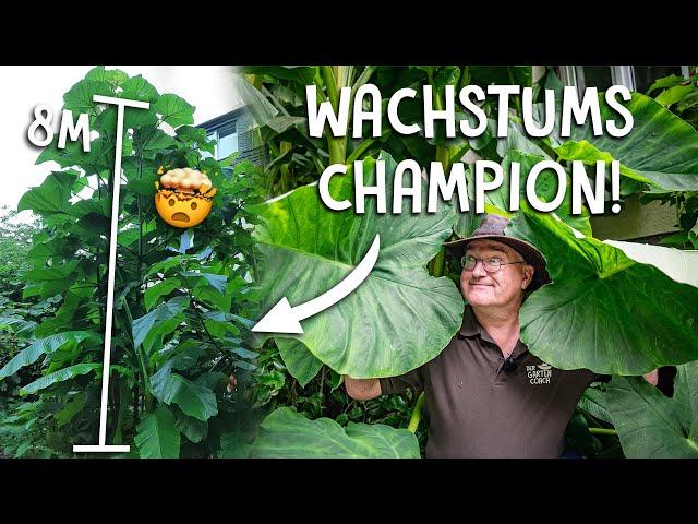 5 exotische Tropenpflanzen für deinen Garten!  - Bananen, Palmen und co. 