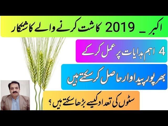 Key Instructions for Maximizing Yield with Akbar-2029 Wheat Variety | zarai mashwary | Sajjad khaira