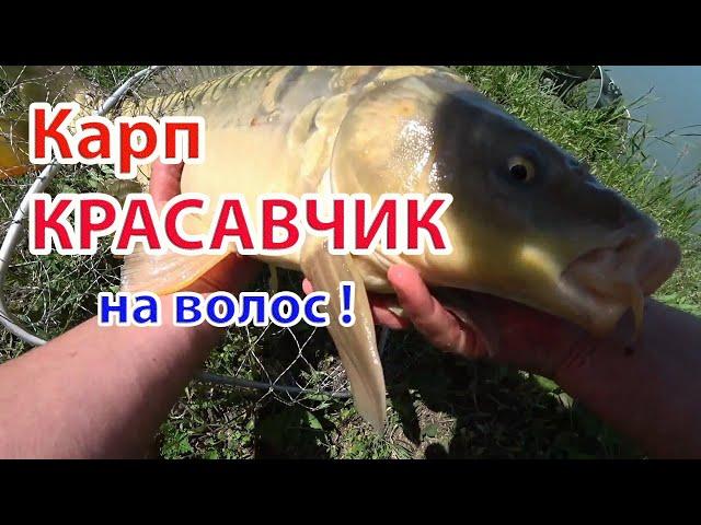 Карп красавчик на волос!