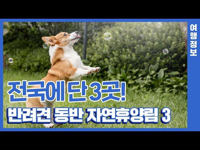 전국에 단 3곳!ㅣ반려견 동반 가능한 자연휴양림ㅣ힐링휴가