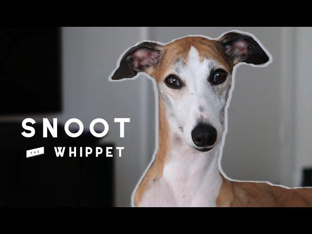 Meet Snoot the Whippet