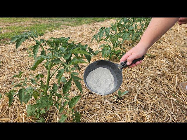 I always use this natural nutrient to feed tomatoes - add it right away