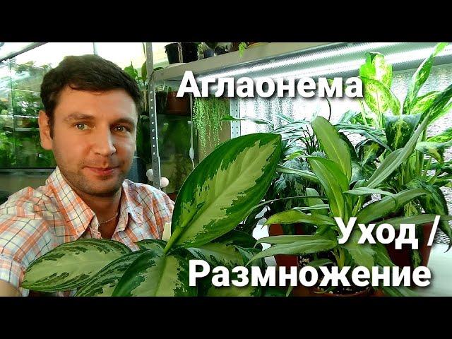 Аглаонемы/ Как я за ними ухаживаю