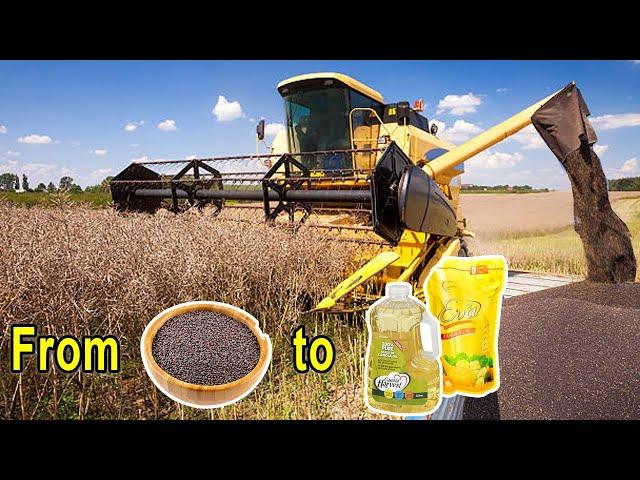 AMAZING CANOLA HARVESTING IN AMERICA INSIDE THE PROCESS OF CANOLA OIL