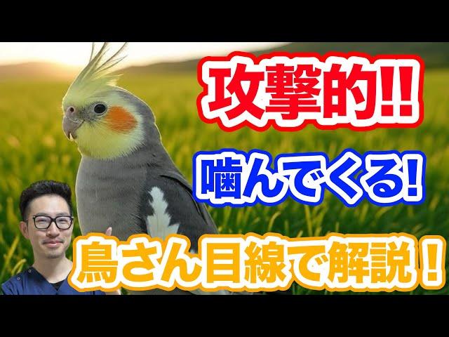 【質問コーナー】PBFD、BFD、クラミジアの検査方法の違いや精度は？セキセイインコさん食事量が減った…原因がわかりません..オカメインコさんが攻撃的です...偏食と攻撃性の関係は？にお答えしました！