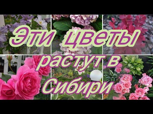 Эти цветы растут в Сибири