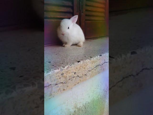 Rabbit